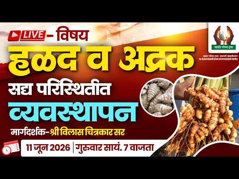 हळद व अद्रक सद्य परिस्थितीत व्यवस्थापन