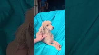 Video preview image #1 Mutt Puppy For Sale in Cuba, NY, USA