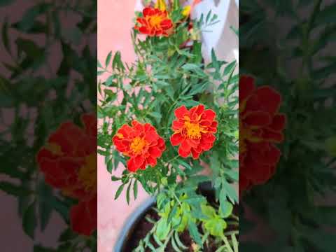 Home Garden | Double Colour Samanthi Flower | Landscaping Plant