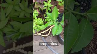 Download lagu Why Poison Giant African Swallowtail is so danger mp3 Download lagu Why Poison Giant African Swallowtail is so danger mp3