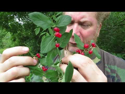 image-What are trees with red berries called?