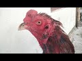4 SIGNS OF A NERVE STRIKING ROOSTER YOU MUST KNOW