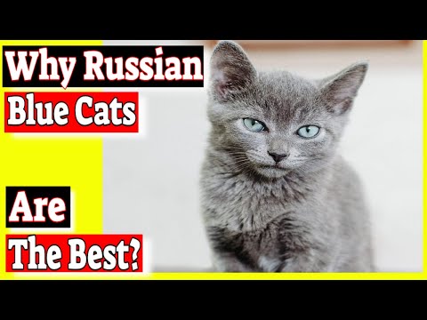 Why Russian blue cats are the best? Do Russian blue cats have green eyes?