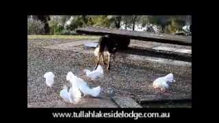 Diesel dog herding Doves