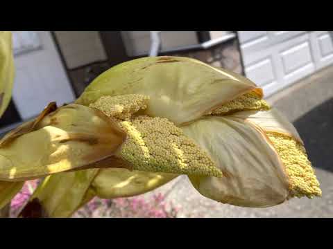 YouTube video about: What is growing out of my palm plant?