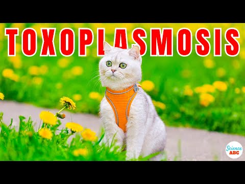 Toxoplasmosis: Can Your Cat Make You Go Crazy?