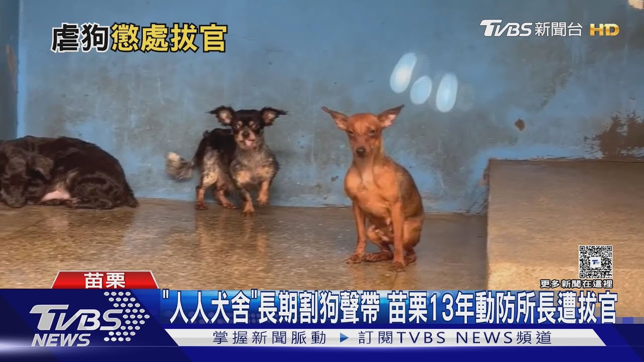 「割聲帶拔爪」273犬慘淪無聲商品　縣府拔官設專線緊急救援
