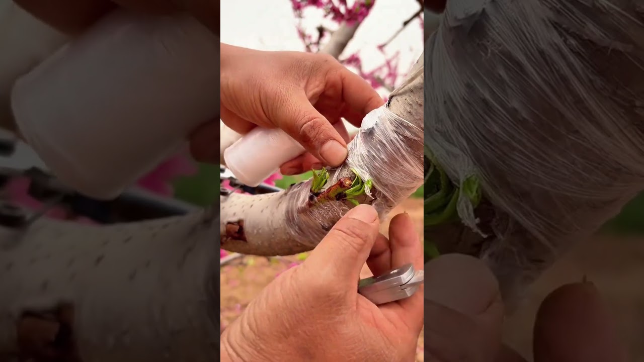 Expose Bud Correctly | Exponer yema | 芽を出す方法 | 싹 노출 방법 #fruit #tree  #satisfying