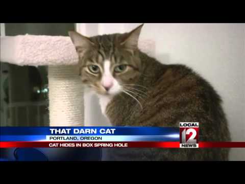 Cat hiding in box spring, sold on Craigslist