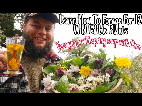 Learn How to Forage For 12 Wild Edible Plants 🌿 Foraging a Wild Spring Soup With Dane