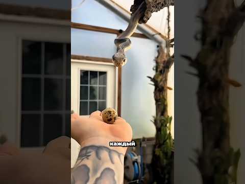 Каждый раз, когда она видит яйцо… то, что делает эта змея, просто невероятно 😳🐍 #shorts