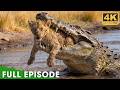 Most Brutal Survival Battles In Africa FULL EPISODE Nature Animal Documentary