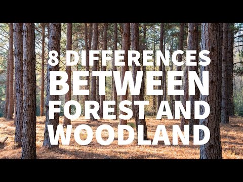 8 DIFFERENCES BETWEEN FOREST AND WOODLAND