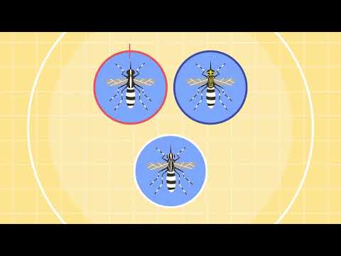 The buzzing problem - invasive mosquitos colonising Europe