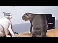 Macarena In Low Quality Cats Fighting