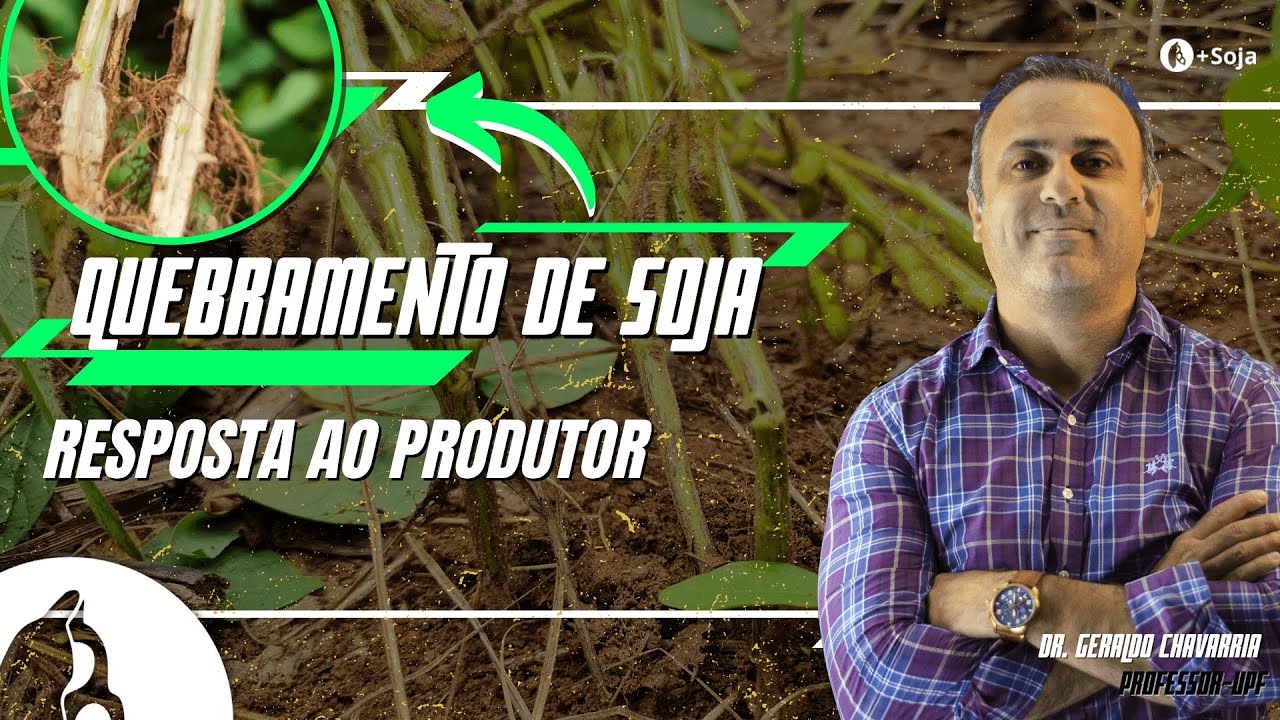 Respondendo ao produtor: quebramento da soja