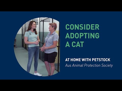 Considere adotar um gato - em casa com PETstock - Aus Animal Protection Society
