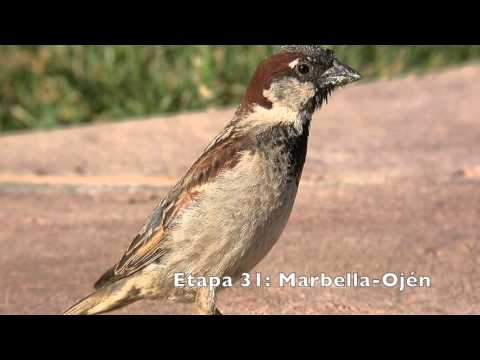 Aves de la Gran Senda de Mlaga (GR 249). Etapas 27 a 35