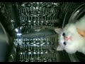 Cat In Washing Machine