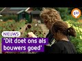 Pluktuin van corsoclub: dahlia's in de vaas in plaats van op de wagen