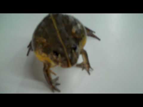 download lagu mp3 mp4 Dwarf Pixie Frog, download lagu Dwarf Pixie Frog gratis, unduh video klip Dwarf Pixie Frog