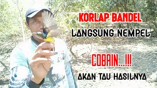 Download lagu Cara Memikat Burung Kolibri Kelapa Susah Turun mp3