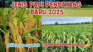 Download lagu NEWEST SUPERIOR RICE TYPE, RESISTANT TO LOOSE/TOPPING, BEST QUALITY mp3 Download lagu NEWEST SUPERIOR RICE TYPE, RESISTANT TO LOOSE/TOPPING, BEST QUALITY mp3