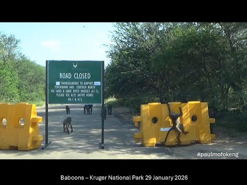 Kruger National Park January 2026 Videos - Baboons.