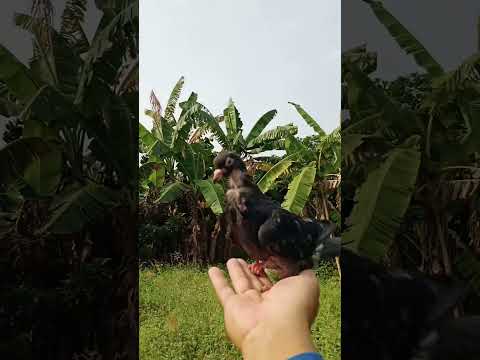 Masyaallah lincah sekali SALTONYA  #pigeon #pecintamerpati #merpatifreefly #merpati #merpatiff