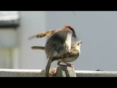 চড়ুই পাখি কেন ভাগ্যবান। ভিডিও দেখলে রাতারাতি কোটিপতি। The Life Story Of Sparrow Bird