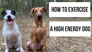 The BEST WAY to exercise a HIGH ENERGY DOG!