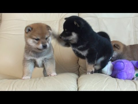 youtube image