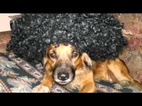 Guchi. Historia de un Perro Maracucho- MCBO- VENEZUELA ´´ El Super Dog´´