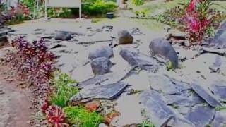 preview picture of video 'Songgoriti Temple - Batu - East Java'