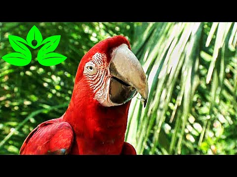 Beautiful Relaxing Music - Calm Piano Music & Guitar Music With Birds Singing