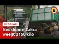 NIEUWE BEWONER: neushoorn Zahra ? | Op Safari