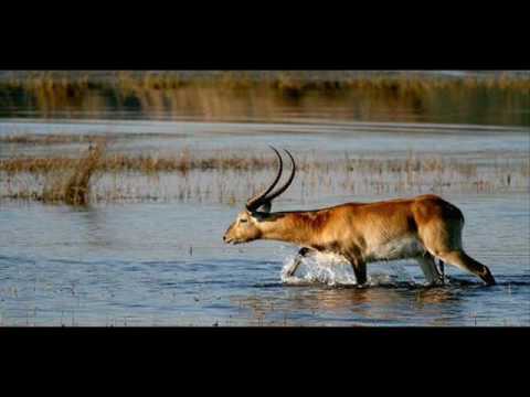 Ilomba Alfred Chisala Kalusha Zambian Music