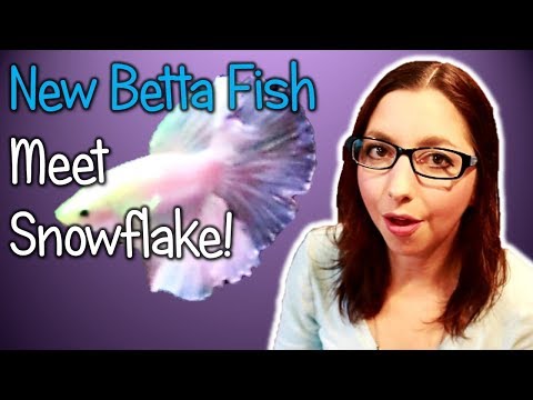 New Betta Fish (Meet My Daughter's New Betta Fish Snowflake!)