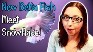 New Betta Fish (Meet My Daughter's New Betta Fish Snowflake!)