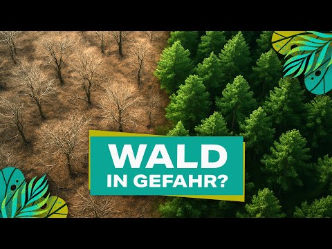 Wald im Krisenmodus - Alarmzeichen aus den Baumkronen | YouTopia 2025