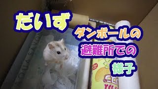 だいず(1F)ダンボールの避難所で遊ぶジャンガリアンハムスター