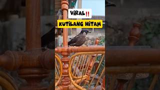 Download lagu kutilang dada hitam langka #kicaumaniaindonesia #burung #kutilang #birds #pikatkutilang #nature mp3