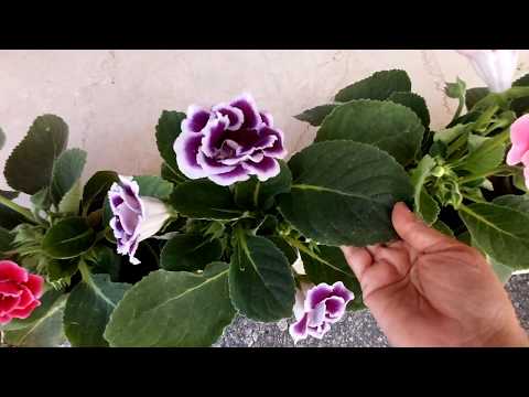 , title : 'No.1 indoor flowering plant /Gloxinia care tips/ Sinningia speciosa