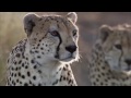 BEST CHEETAH HUNTING COMPILATION 2019 INSANE SPEED