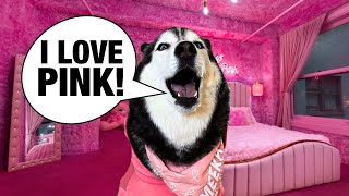 My Husky Turned My Room PINK (SHE ARGUES!)