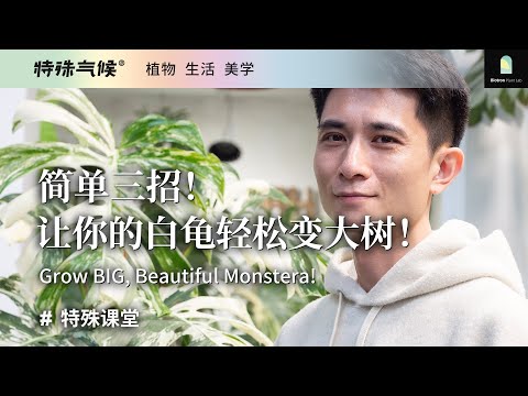 白龜