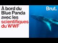 Collision entre bateaux et cétacés : à bord du Blue Panda avec les scientifiques du WWF