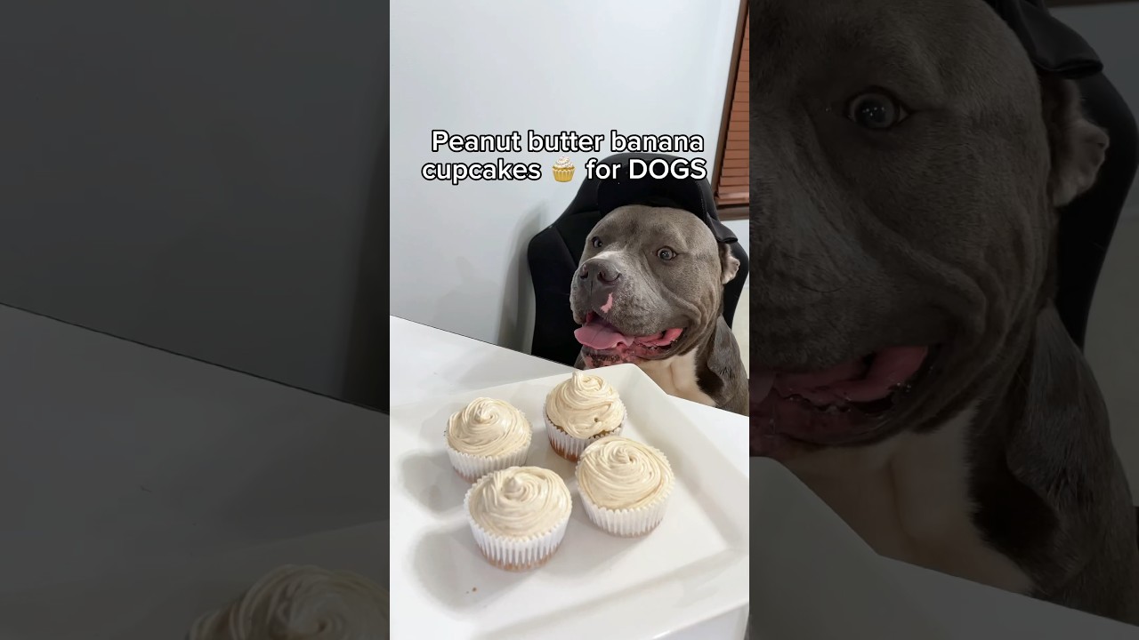 Peanut butter banana cupcakes for dogs 😍 #dogrecipes #dogcupcakes #dogtreats #dogfood