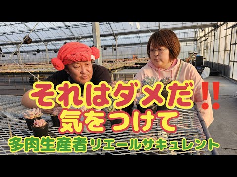 園芸 ソロモンの印章