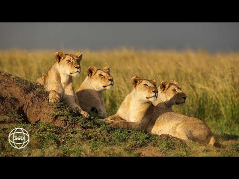 Big 5 Safari | Asilia Africa